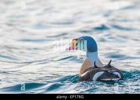 L'eider à tête grise mâle, Somateria spectabilis, nager dans l'océan Atlantique à l'extérieur de Andenes, Norvège et tournant la tête vers la caméra Banque D'Images