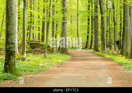 Sentier de randonnée dans une forêt de hêtres au printemps. Banque D'Images