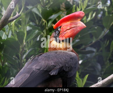 Hornbill philippin Rufous (Buceros hydrocorax), femelle Banque D'Images