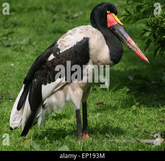 Homme selle de l'Afrique de l'Ouest-billed stork (Ephippiorhynchus senegalensis) Banque D'Images