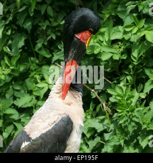Homme selle de l'Afrique de l'Ouest-billed stork (Ephippiorhynchus senegalensis) se lissant ses plumes Banque D'Images