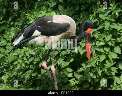 Homme selle de l'Afrique de l'Ouest-billed stork (Ephippiorhynchus senegalensis) Banque D'Images