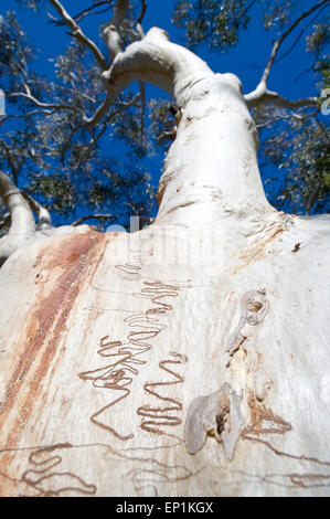 Scribbly Gum (Eucalyptus racemosa), Dharawal National Park, New South Wales, NSW, Australie Banque D'Images