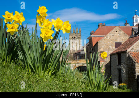 Les jonquilles à Helmsley, North Yorkshire Banque D'Images