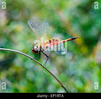 Red Dragonfly, Fraser Island, Queensland, Queensland, Australie Banque D'Images