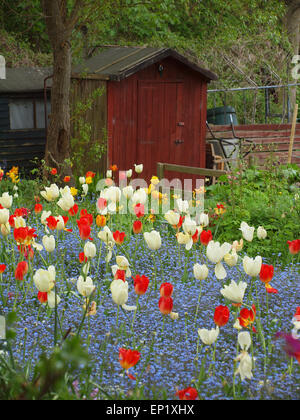 Newcastle Upon Tyne, au Royaume-Uni. 13 mai, 2015. Météo britannique. Un jardin coloré de tulipes, jacinthes avec intégré sous un ciel couvert matin dans un bois ombragé terrain allotissement. Credit : James Walsh/Alamy Live News Banque D'Images