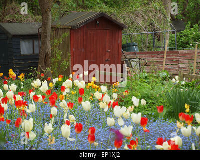 Newcastle Upon Tyne, au Royaume-Uni. 13 mai, 2015. Météo britannique. Un jardin coloré de tulipes, jacinthes avec intégré sous un ciel couvert matin dans un bois ombragé terrain allotissement. Credit : James Walsh/Alamy Live News Banque D'Images