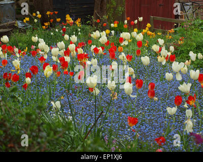 Newcastle Upon Tyne, au Royaume-Uni. 13 mai, 2015. Météo britannique. Un jardin coloré de tulipes, jacinthes avec intégré sous un ciel couvert matin dans un bois ombragé terrain allotissement. Credit : James Walsh/Alamy Live News Banque D'Images