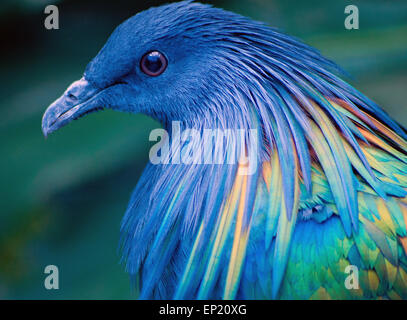 Pigeon Nicobar, Afrique du Sud Banque D'Images