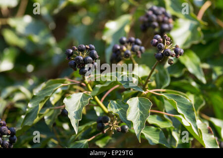 Lierre Anglais, Evy, fruits, Efeu, Frucht, Früchte, Beere, Beeren, Hedera helix lierre grimpant, Banque D'Images