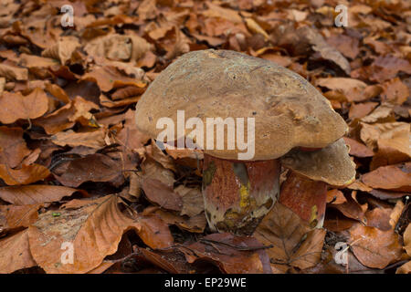 Tige en pointillés, parsemée de bolets, Flockenstieliger Hexenröhrling-stem, Boletus erythropus, Schusterpilz, Neoboletus luridiformis Banque D'Images