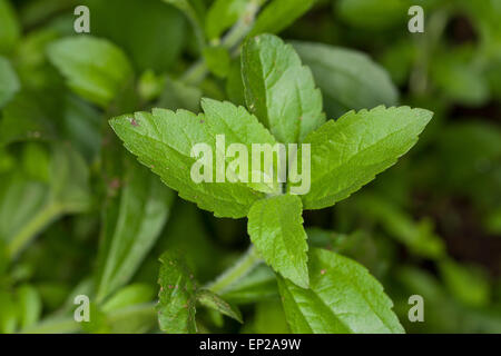 Sweet Leaf du Paraguay, la stévia, Stevie, Süßkraut Zuccurblatt Stewia,,, Stevia-Pflanze, Stevia rebaudiana, Eupatorium rebaudianum Banque D'Images