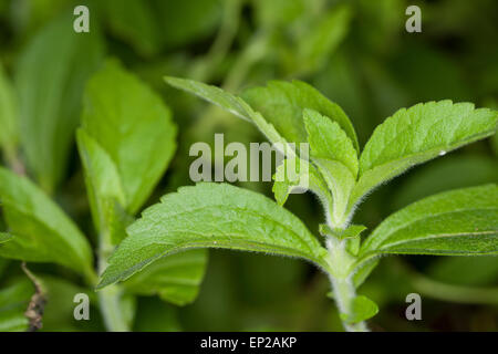 Sweet Leaf du Paraguay, la stévia, Stevie, Süßkraut Zuccurblatt Stewia,,, Stevia-Pflanze, Stevia rebaudiana, Eupatorium rebaudianum Banque D'Images