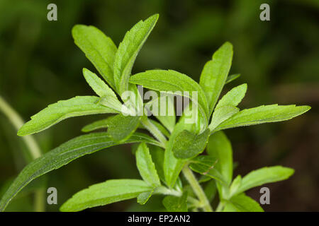 Sweet Leaf du Paraguay, la stévia, Stevie, Süßkraut Zuccurblatt Stewia,,, Stevia-Pflanze, Stevia rebaudiana, Eupatorium rebaudianum Banque D'Images