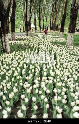 Changchun, Jilin Province de la Chine. 13 mai, 2015. Les tulipes fleurissent à un parc à Changchun, capitale de la province de Jilin du nord-est de la Chine, le 13 mai 2015. Credit : Xu Chang/Xinhua/Alamy Live News Banque D'Images