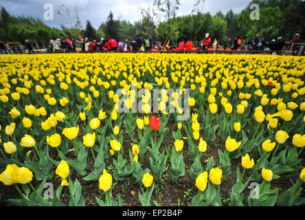 Changchun, Jilin Province de la Chine. 13 mai, 2015. Les tulipes fleurissent à un parc à Changchun, capitale de la province de Jilin du nord-est de la Chine, le 13 mai 2015. Credit : Xu Chang/Xinhua/Alamy Live News Banque D'Images