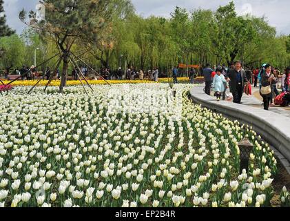 Changchun, Jilin Province de la Chine. 13 mai, 2015. Les tulipes fleurissent à un parc à Changchun, capitale de la province de Jilin du nord-est de la Chine, le 13 mai 2015. Credit : Xu Chang/Xinhua/Alamy Live News Banque D'Images