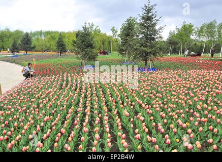 Changchun, Jilin Province de la Chine. 13 mai, 2015. Les tulipes fleurissent à un parc à Changchun, capitale de la province de Jilin du nord-est de la Chine, le 13 mai 2015. Credit : Xu Chang/Xinhua/Alamy Live News Banque D'Images