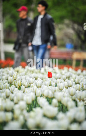 Changchun, Jilin Province de la Chine. 13 mai, 2015. Les tulipes fleurissent à un parc à Changchun, capitale de la province de Jilin du nord-est de la Chine, le 13 mai 2015. Credit : Xu Chang/Xinhua/Alamy Live News Banque D'Images