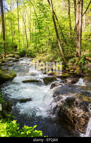 Smith Creek, chutes d'Anna Ruby, Chattahoochee-Oconee National Forest, Georgia, USA Banque D'Images