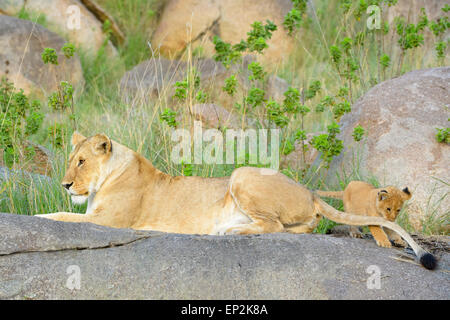 L'African Lion (Panthera leo) mère et son petit, de mensonge et de jouer sur un rocher dans la lumière du matin, cub saisissant la queue, Serengeti Banque D'Images