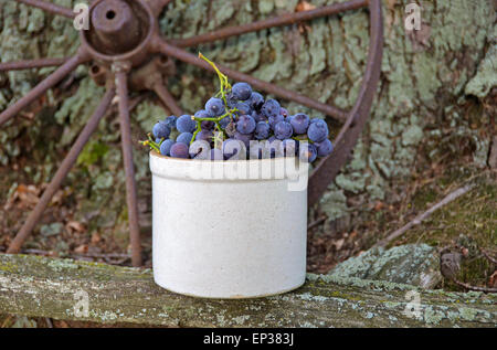 Raisins mûrs en pot sur bois rustique. Banque D'Images