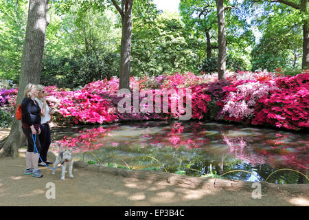 Isabella Plantation, Richmond Park, SW Londres, Angleterre. Le 13 mai 2015. Il y a un affichage éclatant de couleur à Isabella dans Plantation Richmond Park. Les azalées et les rhododendrons sont en pleine floraison de la création d'un kaléidoscope de couleurs vives de roses et violets, jusqu'à l'orange, bleu et blanc. Le jardin est libre d'entrer avec un grand parking, mais n'obtenez occupé sur une journée ensoleillée. Credit : Julia Gavin UK/Alamy Live News Banque D'Images