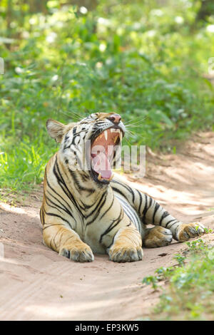 Tigre du Bengale Royal ou Panthera tigris ou tigre de l'Inde le bâillement sur la route au Parc National de Tadoba, Maharashtra, Inde Banque D'Images