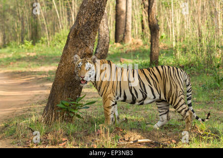 Royal tigre du Bengale Panthera tigris ou au parc national de Tadoba, Maharashtra, Inde Banque D'Images