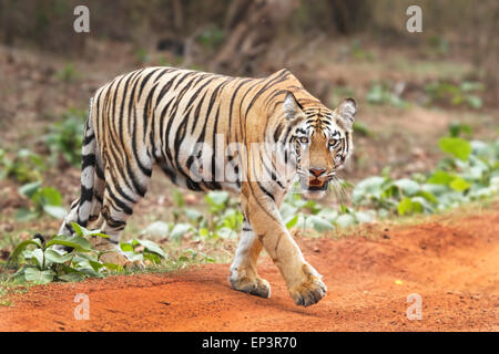 Tigre du Bengale Royal ou Panthera tigris ou tigre de l'Inde à la route traversant le parc national de Tadoba, Maharashtra, Inde Banque D'Images