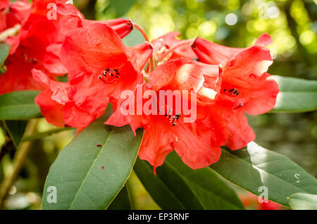 La fin de la floraison du rhododendron à Tally Ho UK Banque D'Images