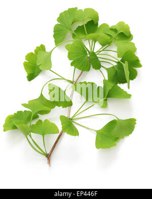 Le ginkgo biloba feuilles isolées sur fond blanc Banque D'Images