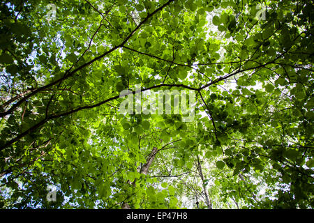 Le noisetier commun (Corylus avellana) Feuillage Banque D'Images