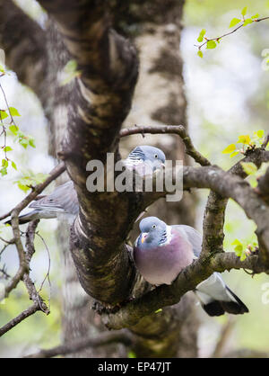 Bois commun paire pigeon (Columba palumbus) Banque D'Images