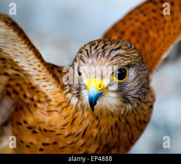 C'est répandre Kestrel Rock wings, Afrique du Sud Banque D'Images