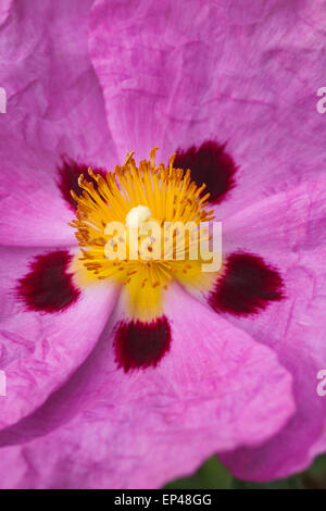 Image maco de Cistus × purpureus, floraison de la rose rocheuse, Royaume-Uni Banque D'Images