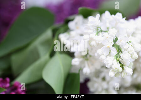 Twig lilas blanc. Syringa vulgaris Banque D'Images