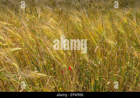 Domaine de la venu de l'orge d'or dans le vent, Porto Cheli, Portocheli, Péloponnèse, Grèce Banque D'Images