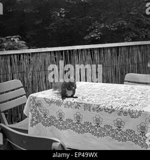 Ein Eichhörnchen sitzt auf einem Tisch in einem Gartenrestaurant Berlin, Deutschland 1950er Jahre. Un écureuil assis sur une table Banque D'Images