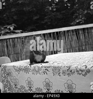 Ein Eichhörnchen sitzt auf einem Tisch in einem Gartenrestaurant Berlin, Deutschland 1950er Jahre. Un écureuil assis sur une table Banque D'Images