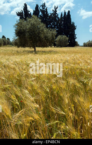 Domaine de la venu de l'orge d'or dans le vent Banque D'Images