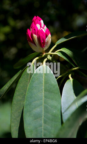 Rhododendron en bouton Banque D'Images