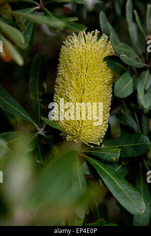 Banksia praemorsa jaune se trouve dans un lit de feuilles le long de la côte de l'Australie. Banque D'Images