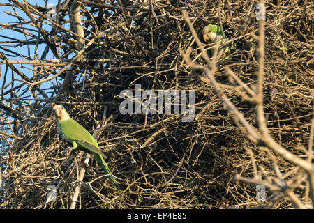 Perruches moine (Myiopsitta monacus coterra) vivant dans un nid de cigogne Jabiru, Pantanal, Brésil Banque D'Images