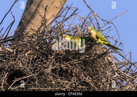 Paire de perruches moine (Myiopsitta monacuscoterra) vivant dans un nid de cigogne Jabiru, Pantanal, Brésil Banque D'Images