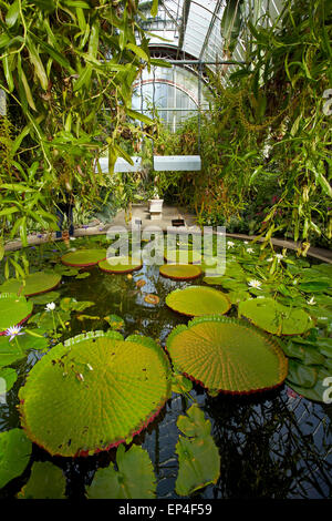 Nénuphars géants, Wintergardens, Auckland Domain, Auckland, île du Nord, Nouvelle-Zélande Banque D'Images