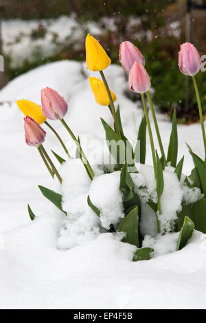 Les tulipes fleurissent dans une tempête de neige de printemps, St Albert, Alberta Banque D'Images