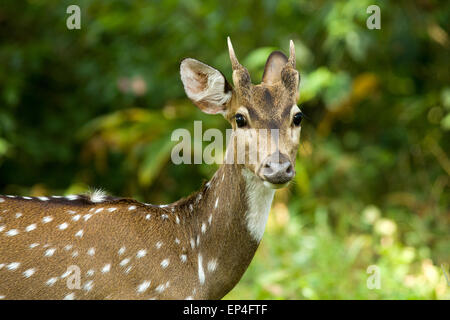 Spotted Deer dans le Parc National de Nagarhole Karnataka Banque D'Images