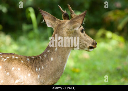 Spotted Deer dans le Parc National de Nagarhole Karnataka Banque D'Images