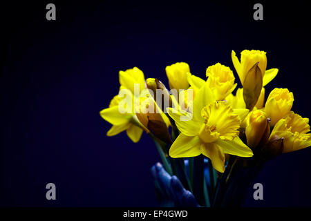 Un bouquet de jonquilles en vase jaune isolé sur fond violet noir Banque D'Images